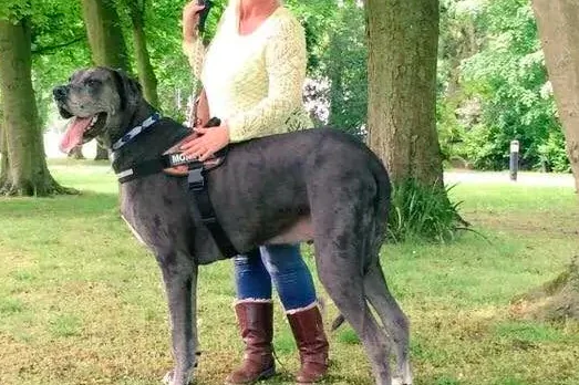 Morto Freddy, il cane più alto del mondo